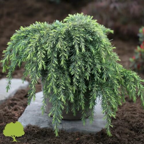 进口垂枝雪松蓝宝石松柏花园庭院