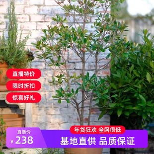 厚皮香 宙斯花园 观叶净化空气观赏树盆栽小乔木树苗阳台花园庭院