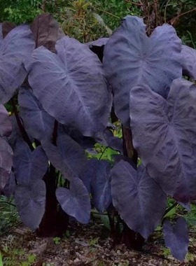 象耳芋“黑魔法”Colocasia Esculenta 黑叶芋阳台庭院观赏黑色