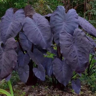 象耳芋“黑魔法”Colocasia Esculenta 黑叶芋阳台庭院观赏黑色
