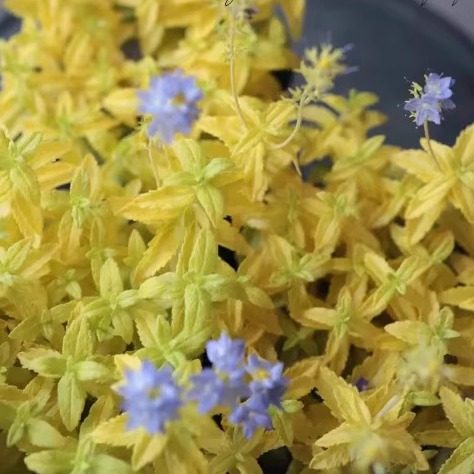 金叶卷毛婆婆纳宿根地被耐寒耐热