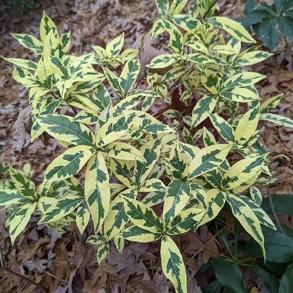 金边花叶栀子花gardenia jasminoides variegatap浓香耐热花苗
