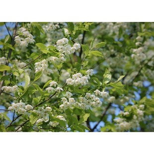 【玉玲花棒棒糖】宙斯花园安息香科耐热耐寒开花庭院花境阳台盆栽