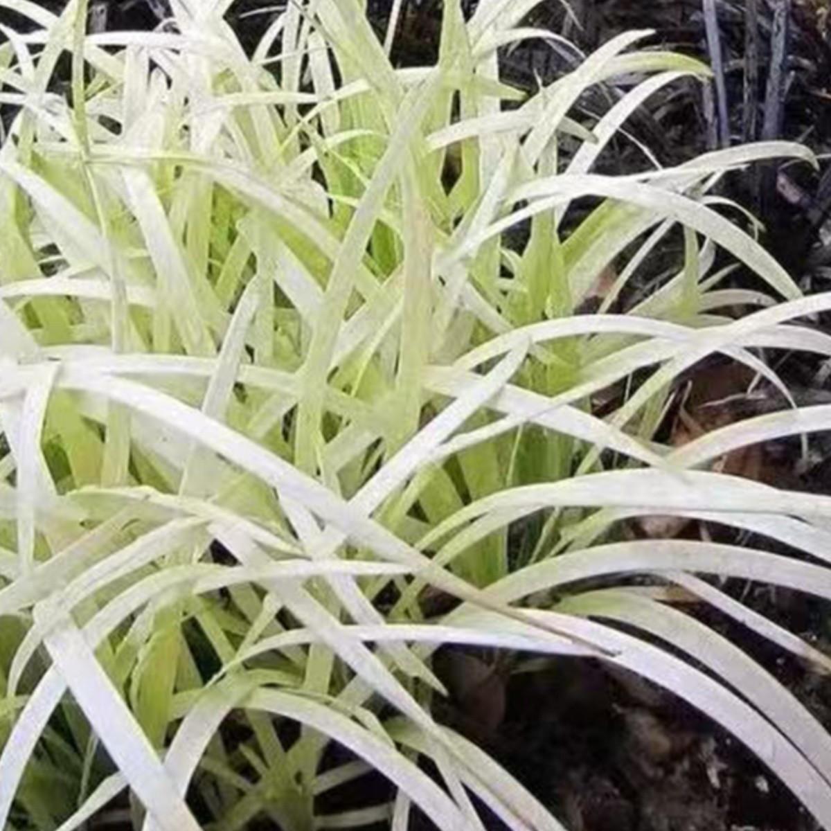 英国山麦冬“纯金啤酒”宙斯花园四季常绿耐寒多年生宿根绿植盆栽