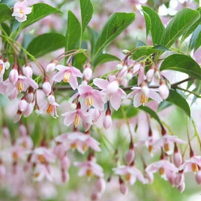 日本雪铃木 粉色钟声 'Pink Chimes'宙斯花园 芳香耐寒热乔木盆栽