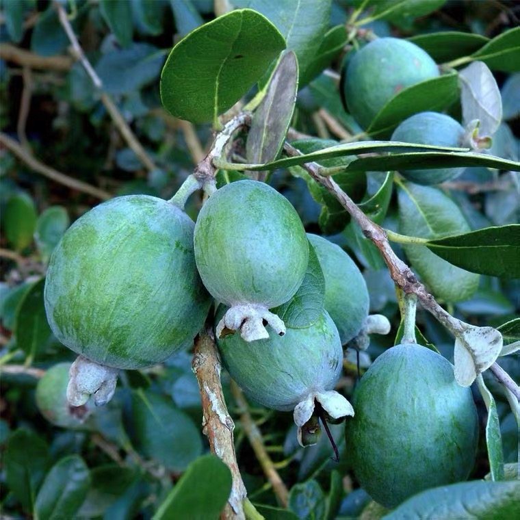 【菲油果棒棒糖】宙斯花园盆栽促销庭院阳台结果盆栽花卉植物好养,鲜花速递/花卉仿真/绿植园艺,观叶 /花灌木,淘宝优惠券,粉丝福利购,淘宝优惠卷