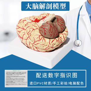 神经科脑模型 脑血管模型 人体大脑解剖模型 脑附脑动脉模型