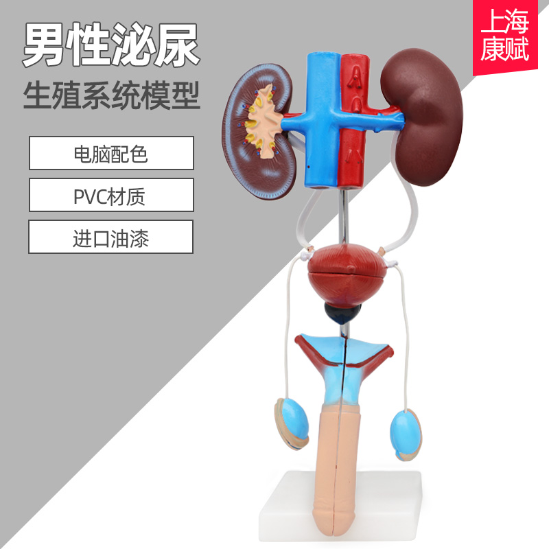 男性泌尿生殖系统解剖模型泌尿系统模型人体泌尿系统解剖模型