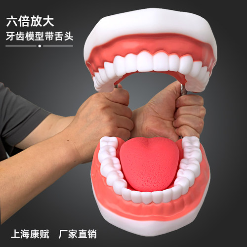 牙齿模型牙科幼儿园早教牙模