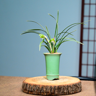 0311帝冠春兰兰花花卉绿植盆栽室内客厅办公茶桌卧室阳台不带花苞