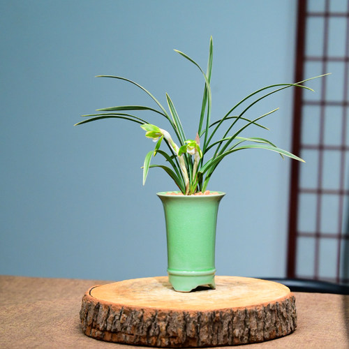 0311帝冠春兰兰花花卉绿植盆栽室内客厅办公茶桌卧室阳台不带花苞