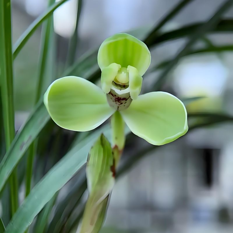 0305宋梅兰花花卉绿植盆栽室内客厅办公茶桌阳台卧室浓香不带花苞