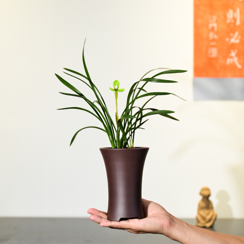 0517春兰宋梅兰花浓香花卉绿植盆栽室内客厅桌面宜兴紫砂不带花苞