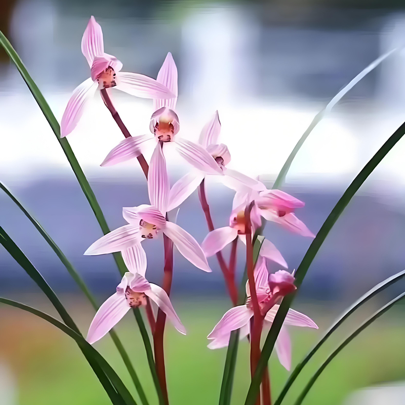 0530春兰香雪红素兰花浓香花卉绿植盆栽室内客厅桌面紫砂不带花苞