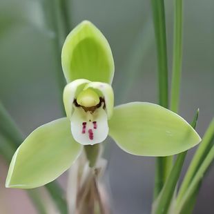 0401龙字兰花春兰花卉绿植盆栽室内客厅办公桌阳台浓香不带花苞