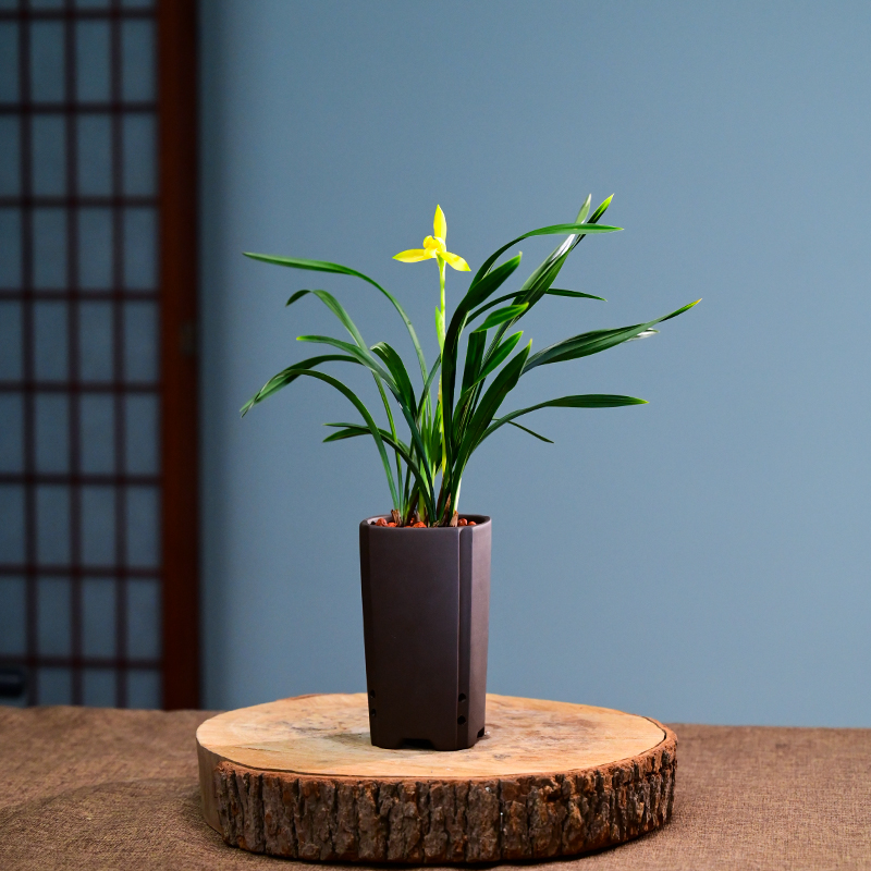 0515星辉寒兰盆栽兰花苗花卉绿植物客厅四季桌面室内不带花苞盆栽
