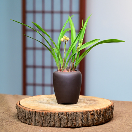 0413七彩金荷四季建兰花卉绿植物兰花苗名贵精品客厅矮种不带花苞