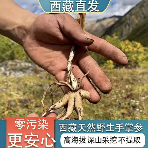 西藏林芝野生佛手参旺拉手掌参