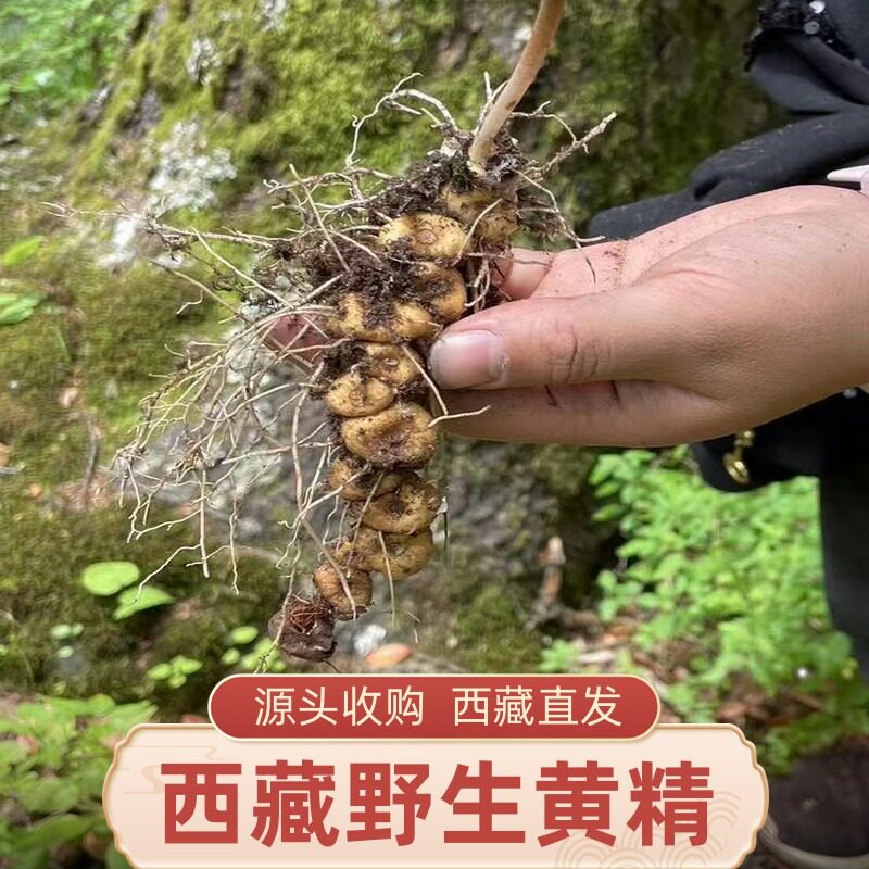 西藏特产野生正品正宗生黄精中药材干货辟谷滋补泡水喝泡酒养生茶