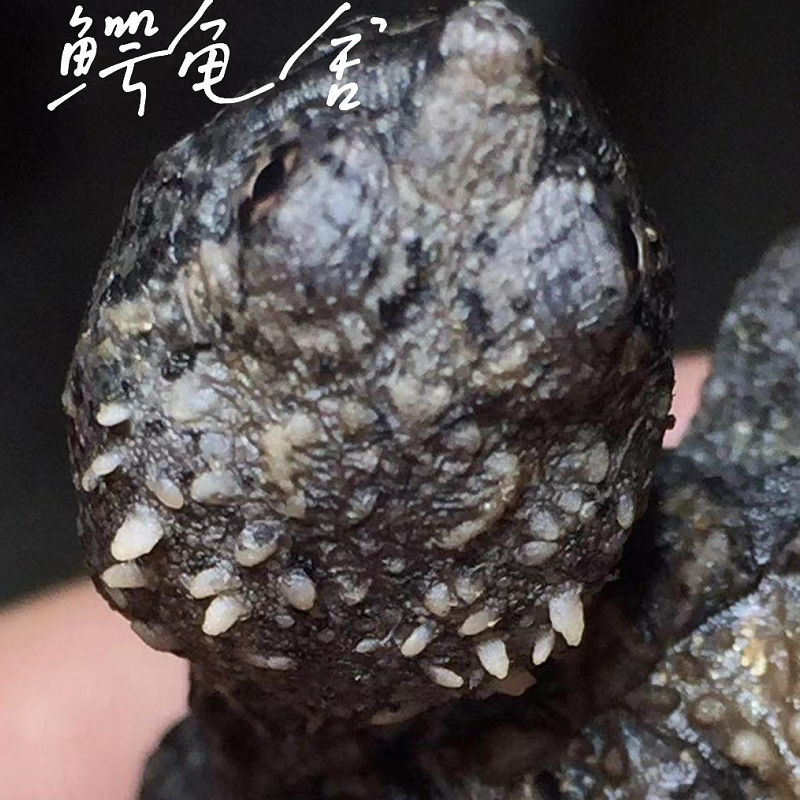 原种纯佛爆刺鳄龟苗霸气凶猛宠物小鳄佛罗里达乌龟活物