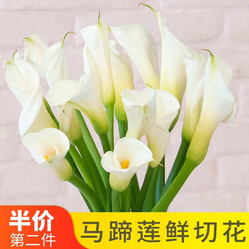 白色马蹄莲基地直供小众鲜花