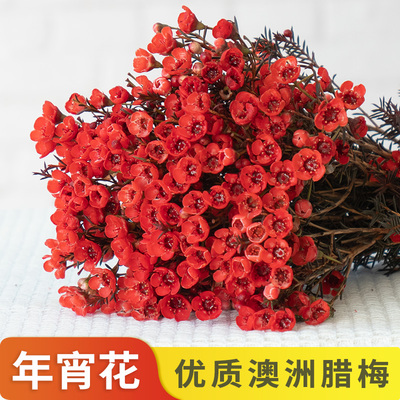 年宵花材澳洲腊梅云南基地直发