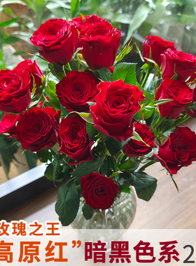 云南昆明鲜花基地直发红玫瑰花斗南直批家庭水养玫瑰花