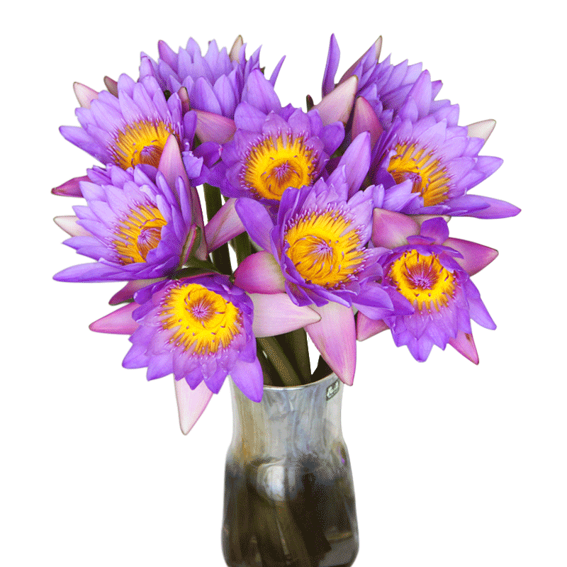 云南昆明睡莲家庭办公室鲜花