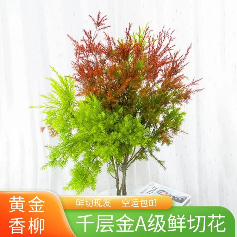 云南基地直发千层金室内水养插花