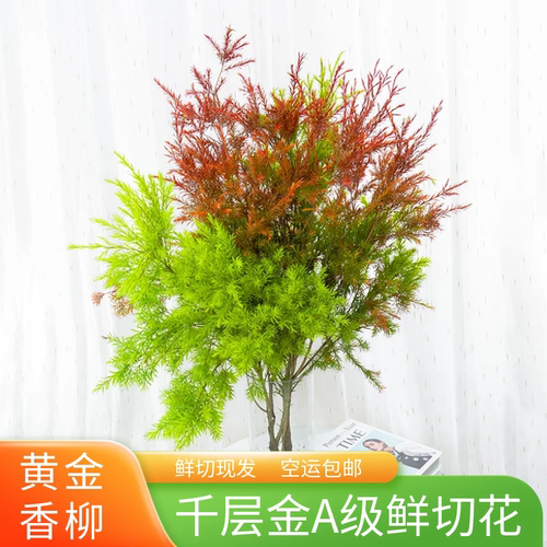 云南基地直发千层金室内水养插花