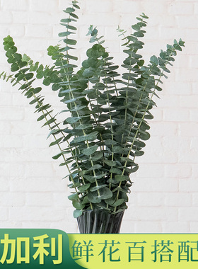 尤加利叶云南鲜花配草基地直发花材搭配花束插瓶水养花艺周边草花