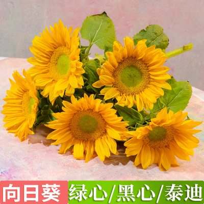 绿心向日葵鲜花基地发货