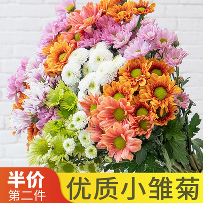 小雏菊纽扣菊10枝多头云南鲜切花
