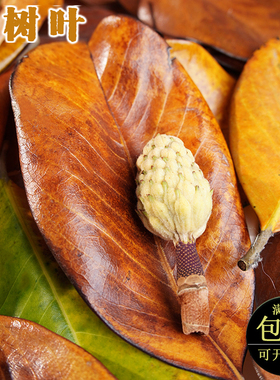 咖色绿色真树叶广玉兰落叶装饰餐饮摆盘DIY秋天手工植物创意材料