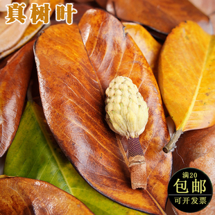 咖色绿色真树叶广玉兰落叶装饰餐饮摆盘DIY秋天手工植物创意材料