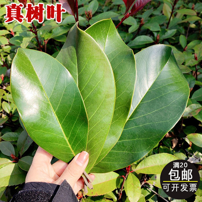 广玉兰新鲜特大绿叶真树叶