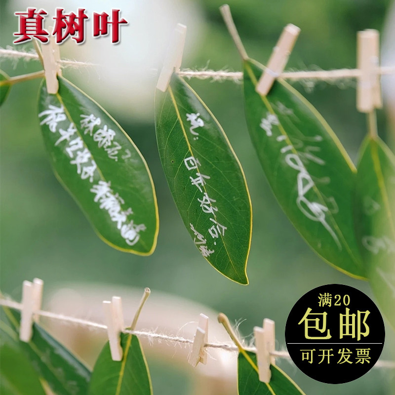 真树叶活动签到墙绿叶签名结婚礼晚宴创意签字叶植物签到笔材料包 - 实物图
