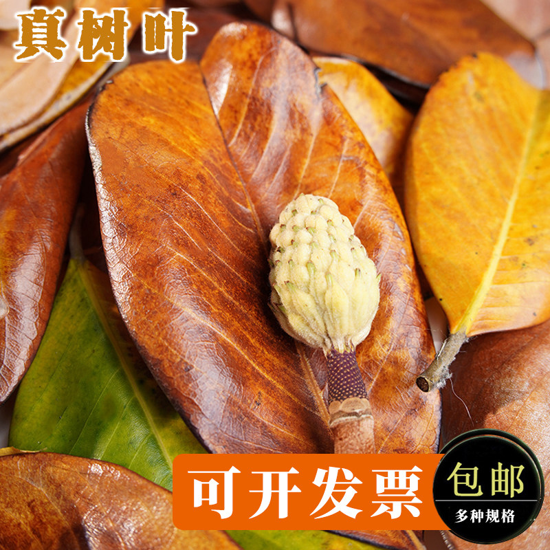 咖色真树叶广玉兰落叶秋天手工叶