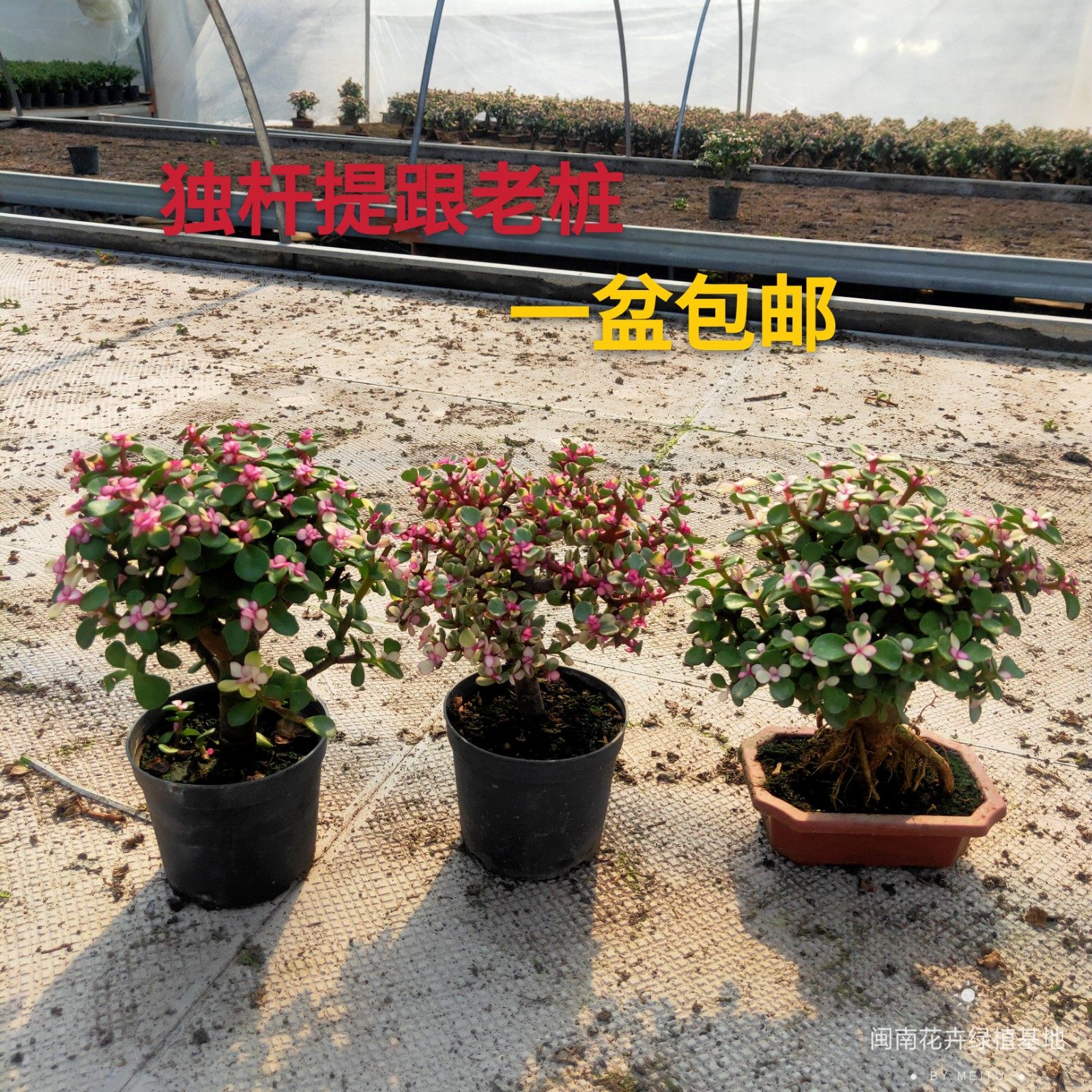 金枝玉叶多肉办公室漂亮图片
