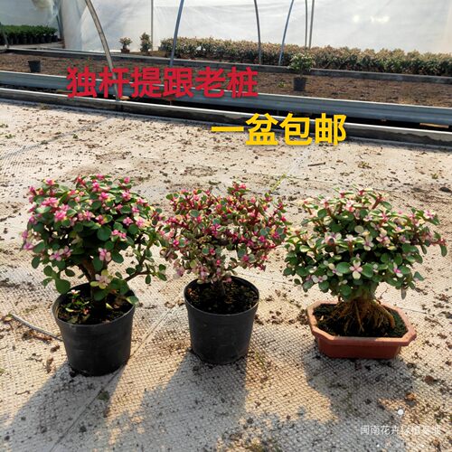 金枝玉叶多肉办公室漂亮