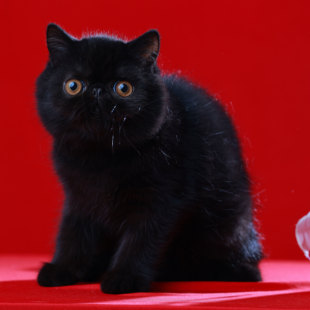 美佳-玄夜-加菲猫-异国短毛猫