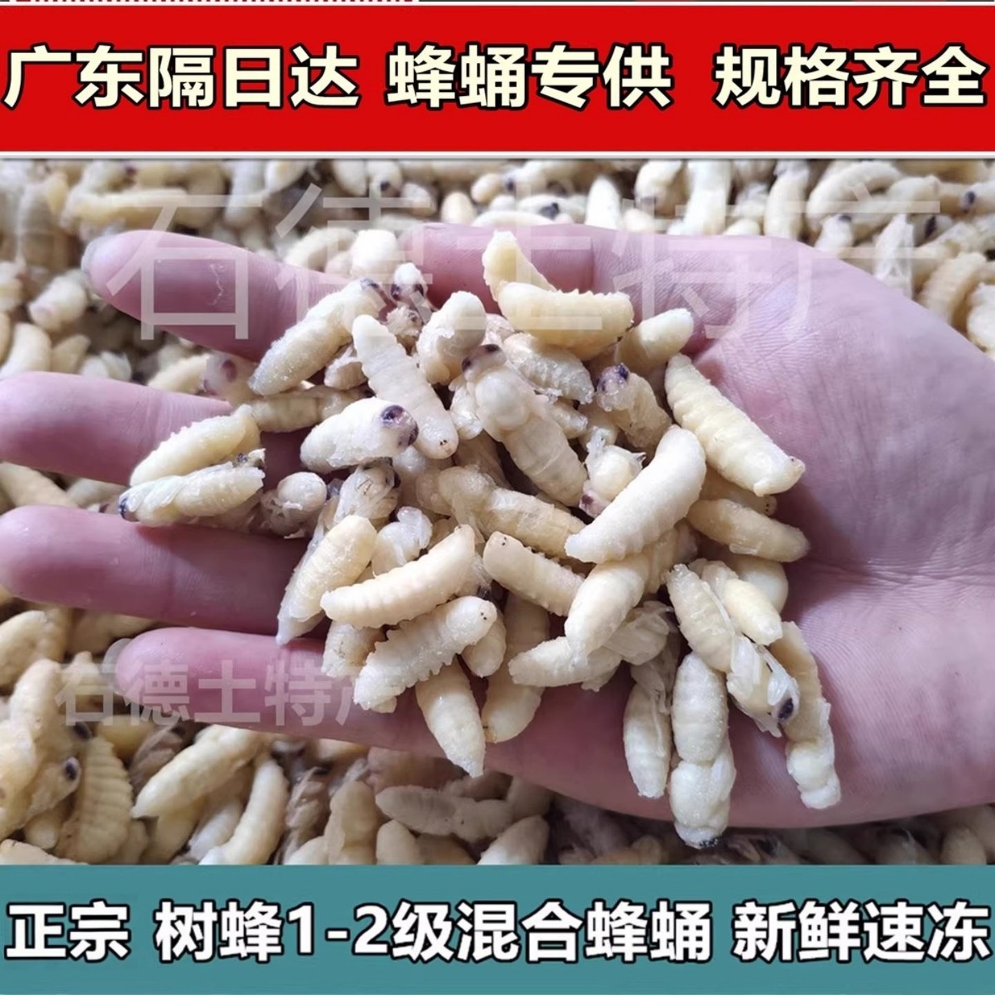 正宗树蜂1-2级蜂蛹干冻无冰
