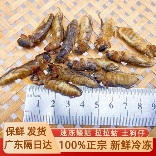 正宗新鲜冷冻土狗仔土狗虫