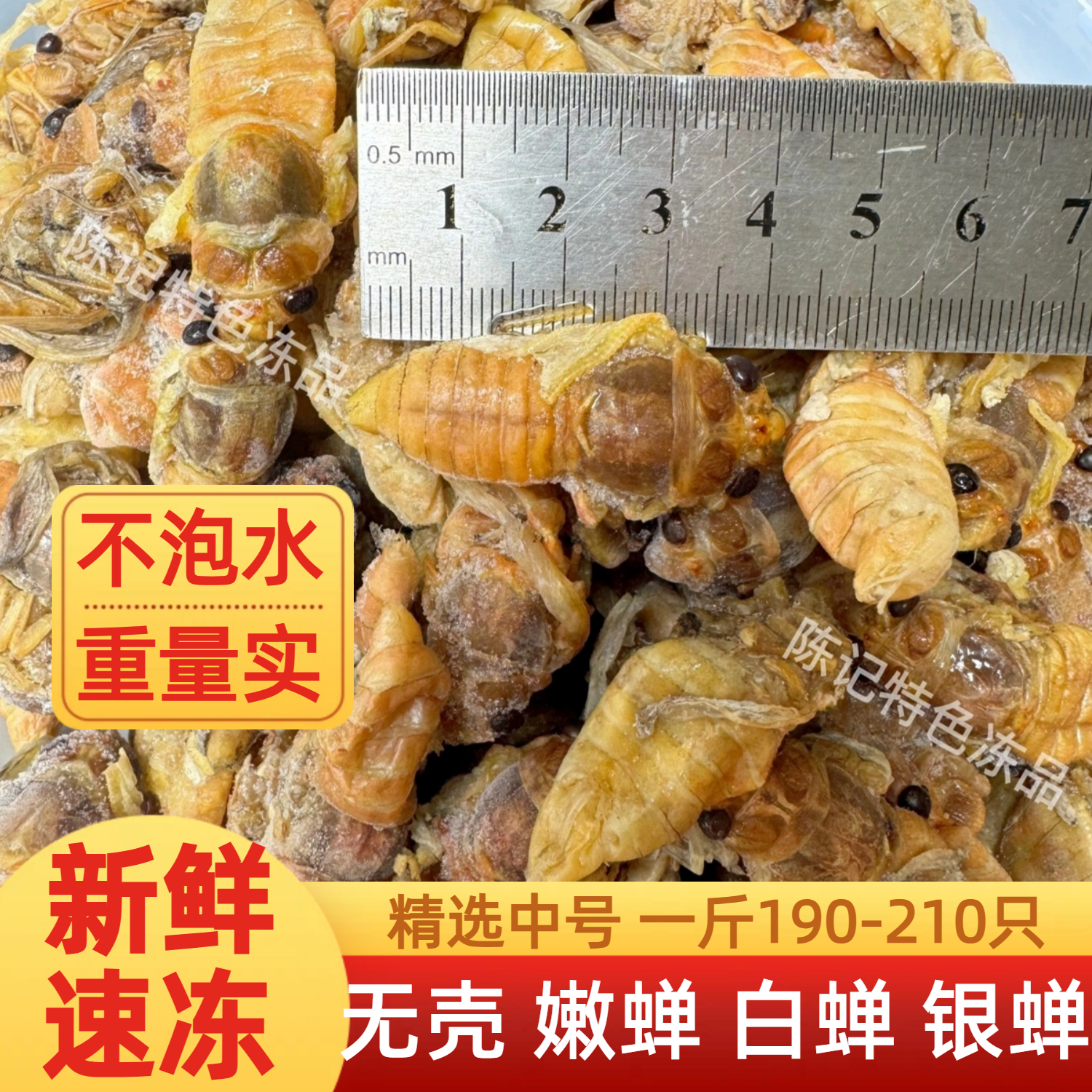 冷冻中号白蝉银蝉脱壳金蝉知了猴