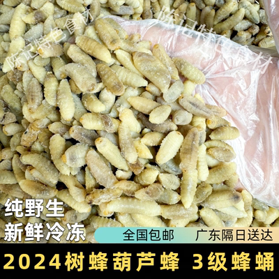 3级蜂蛹马蜂蛹蜂儿子新鲜冷冻