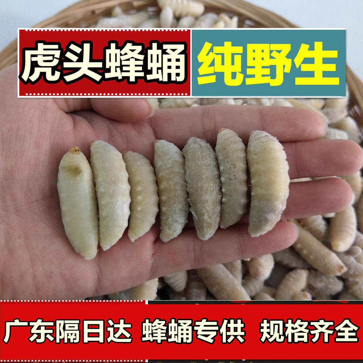 2025新虎头蜂3级蛹新鲜速冻大土蜂金环虎头蜂蛹地雷蜂蛹顺丰包邮