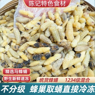 正宗新鲜速冻马蜂蛹野生冰冻混装1234级不分级蜂蛹昆虫标本材料