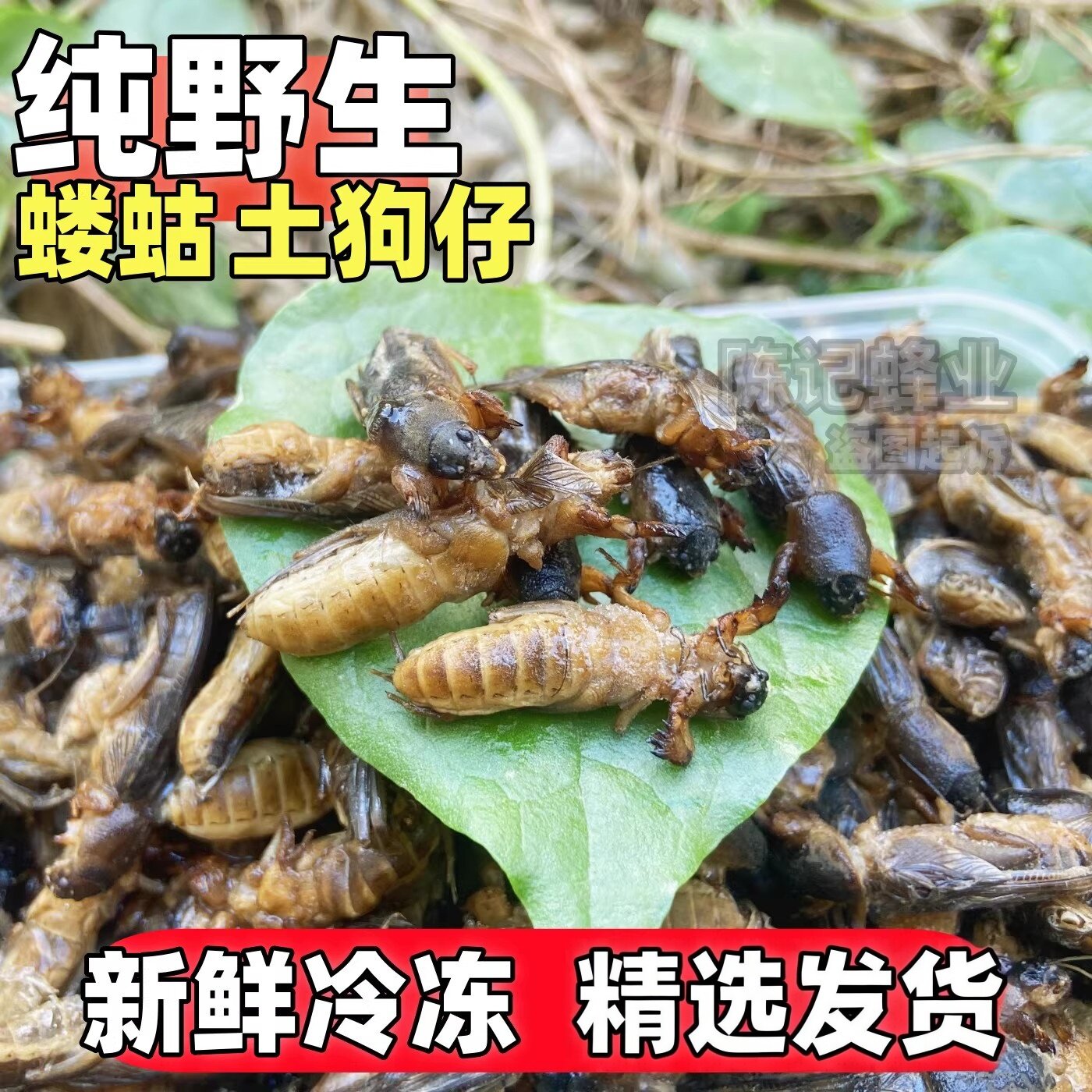 正宗速冻蝼蛄食用昆虫冷冻草狗虫