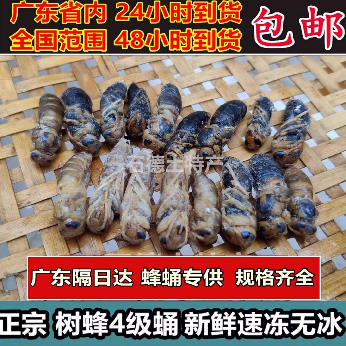 正宗4级树蜂蛹胡蜂蛹全国包邮