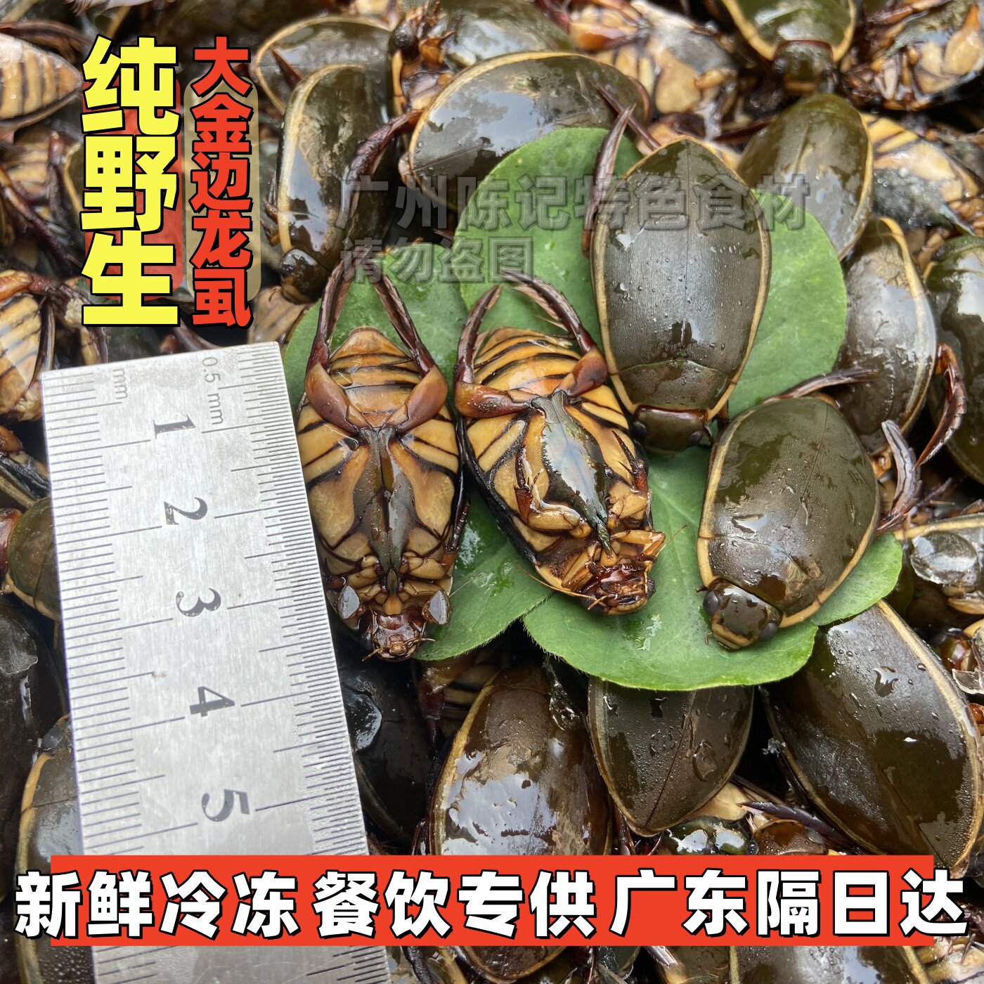 正宗野生大金边龙虱新鲜速冻大濑尿龟水蟑螂钟村3宝网红食用昆虫